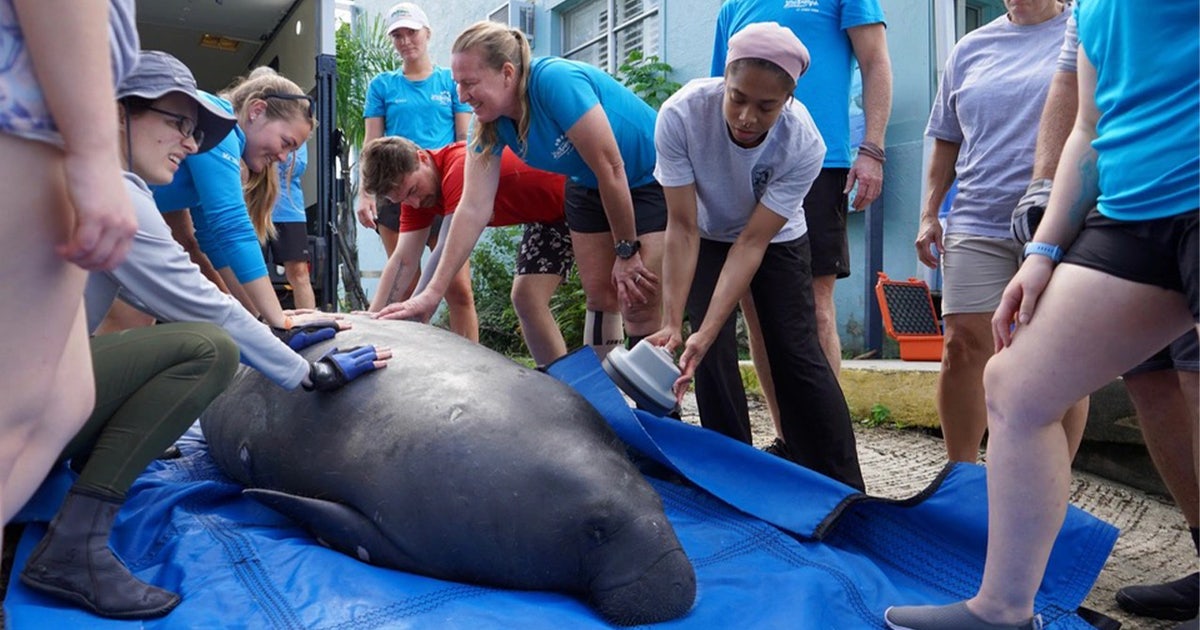 Manatee released back in Crystal River after recovering from severe ...