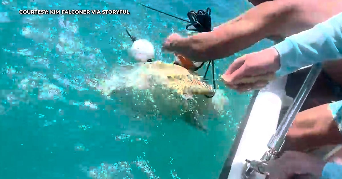Video: Florida family rescues green sea turtle off coast of Key West ...