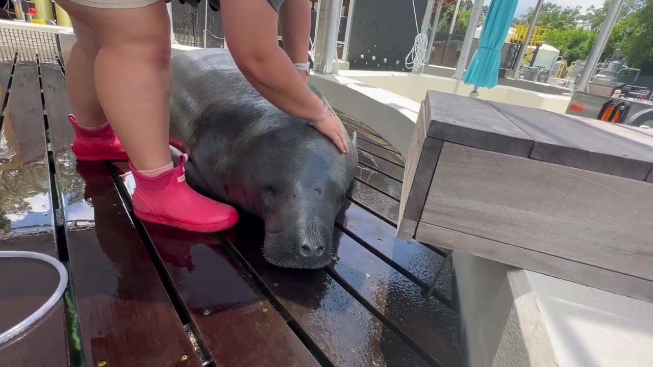 Manatee 'exhausted from mating' rescued off Redington Beach | FOX