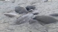 Manatees off of Bayshore Boulevard put on a show for onlookers