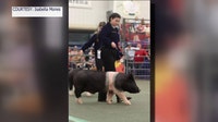 Strawberry Festival to exclude swine show participants west of I-75, citing space concerns