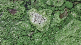 Toxic algae threat returns to Florida waters — but scientists are fighting back