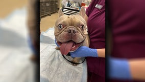 Dog rescued from hot car at Sand Key Park in Clearwater, owner arrested