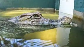 Rescued reptiles make up new Crocoseum exhibit