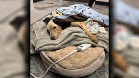 Three dogs dumped behind Lutz gas station, reward offered for tips leading to suspect