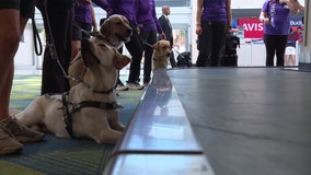 9 dogs call St. Pete-Clearwater International Airport home for special guide dog training