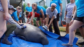 Manatee released back in Crystal River after recovering from severe cold stress lesions, bone infection