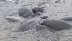 Manatees off of Bayshore Boulevard put on a show for onlookers