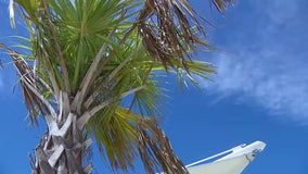 Deadly disease threatening Florida palm trees