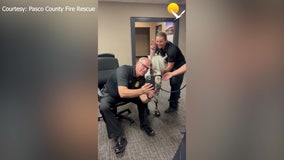 Video: 'Rocket' the therapy horse brings joy to Pasco first responders