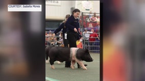 Strawberry Festival to exclude swine show participants west of I-75, citing space concerns