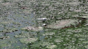 Toxic algae in Florida: Scientists warn of hidden dangers