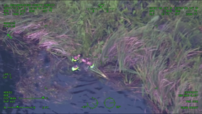 Video: Felony suspect arrested after hiding in water from deputies