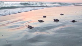 Baby sea turtles on Anna Maria Island struggling to reach Gulf after hurricane damage