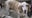 Free study in Florida aims to calm dogs’ storm anxiety