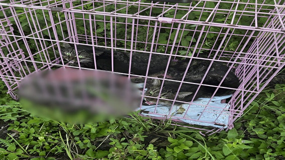 3 cats, including 1 dead, found abandoned in crate in Manatee County: ‘One of the most heartbreaking cases’