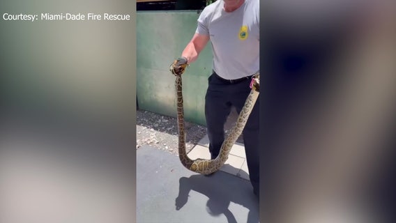 Video: Florida fire captain removes Burmese python from shed