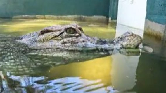 Rescued reptiles make up new Crocoseum exhibit