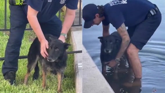 Florida family reunited with long-lost dog after it fell into canal: ‘It was a God miracle’