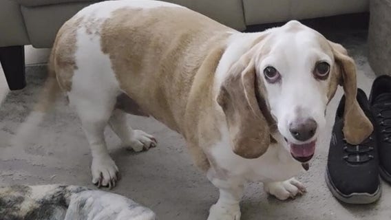 Free study in Florida aims to calm dogs’ storm anxiety