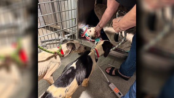 One of three dogs dumped behind Hillsborough gas station passes away, two others recovering