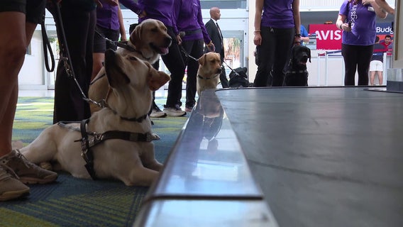 9 dogs call St. Pete-Clearwater International Airport home for special guide dog training