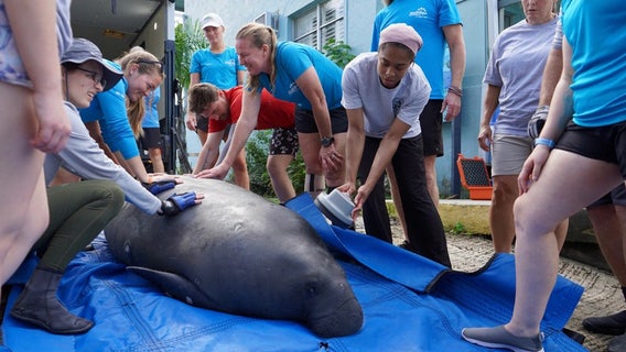 Manatee released back in Crystal River after recovering from severe cold stress lesions, bone infection