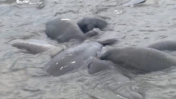 Manatees off of Bayshore Boulevard put on a show for onlookers