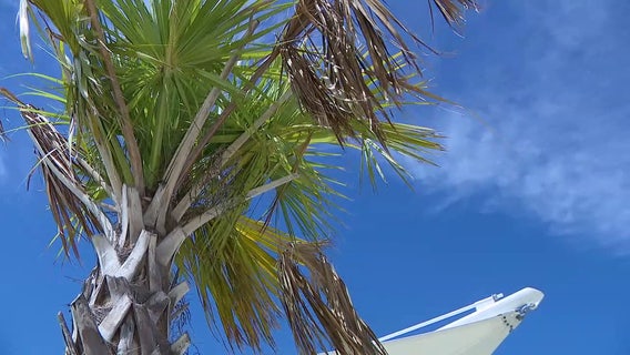 Deadly disease threatening Florida palm trees