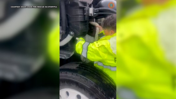 Video: Burmese python yanked out of semi-truck engine in Florida