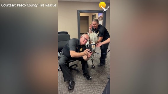 Video: 'Rocket' the therapy horse brings joy to Pasco first responders