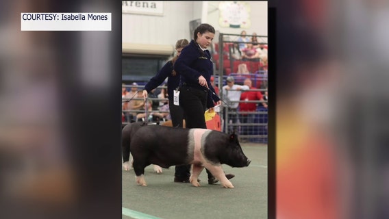 Strawberry Festival to exclude swine show participants west of I-75, citing space concerns