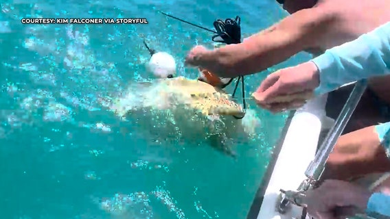 Video: Florida family rescues green sea turtle off coast of Key West