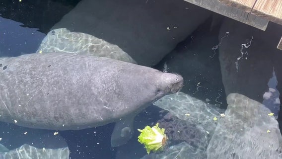 Some residents push for enhanced manatee protection measures in parts of Hillsborough River