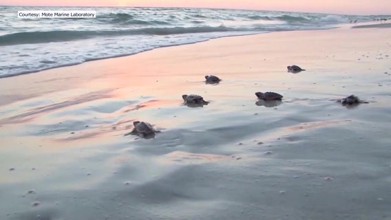 Baby sea turtles on Anna Maria Island struggling to reach Gulf after hurricane damage