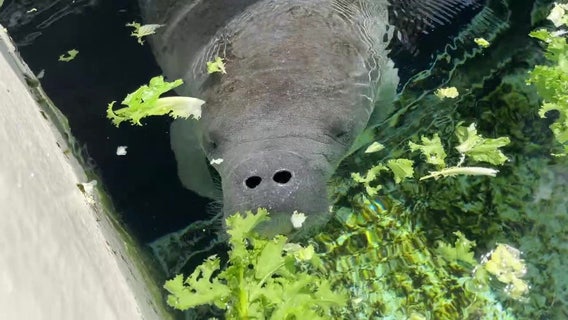 New critical-care pools to help ZooTampa with rise in manatee patients
