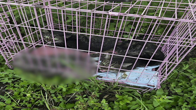 3 cats, including 1 dead, found abandoned in crate in Manatee County: ‘One of the most heartbreaking cases’