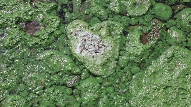 Toxic algae threat returns to Florida waters — but scientists are fighting back