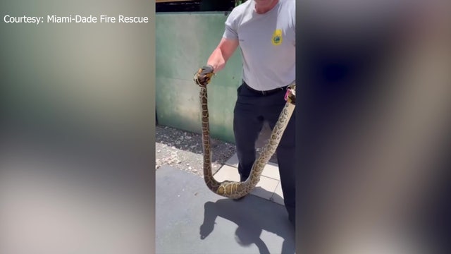 Video: Florida fire captain removes Burmese python from shed