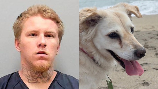 Florida man convicted of 'extremely disturbing' dog beating gets maximum prison sentence