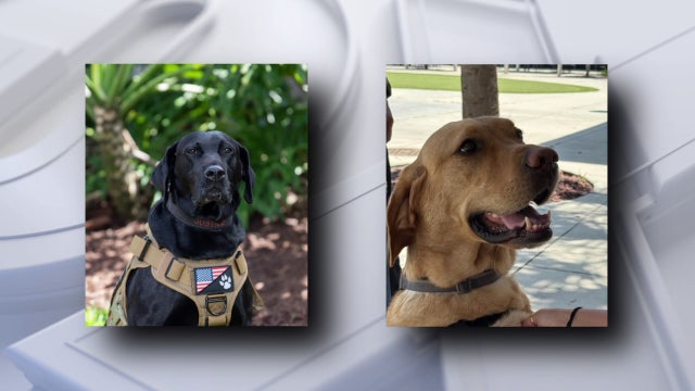Two Bay Area dogs running to win 'Hero Dog Awards'