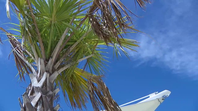 Deadly disease threatening Florida palm trees