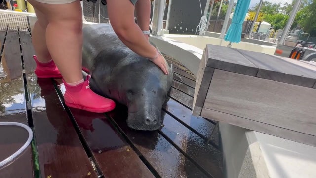 Manatee ‘exhausted from mating’ rescued off Redington Beach