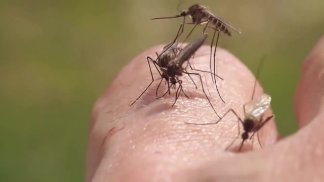 Mosquito bite spreads dengue fever to Hillsborough County resident for first time this year