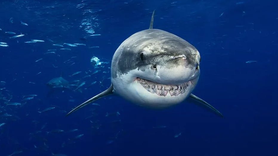 Great White Shark (Carcharodon Carcharias) on the Guadalupe Island. (Dave Fleetham/Design Pics Editorial/Universal Images Group via Getty Images)