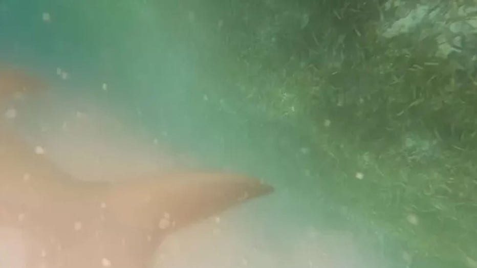 Jameson Reeder Jr.'s GoPro camera captured this image of the 8-foot bull shark during the attack at the reef. (Jameson Reeder)