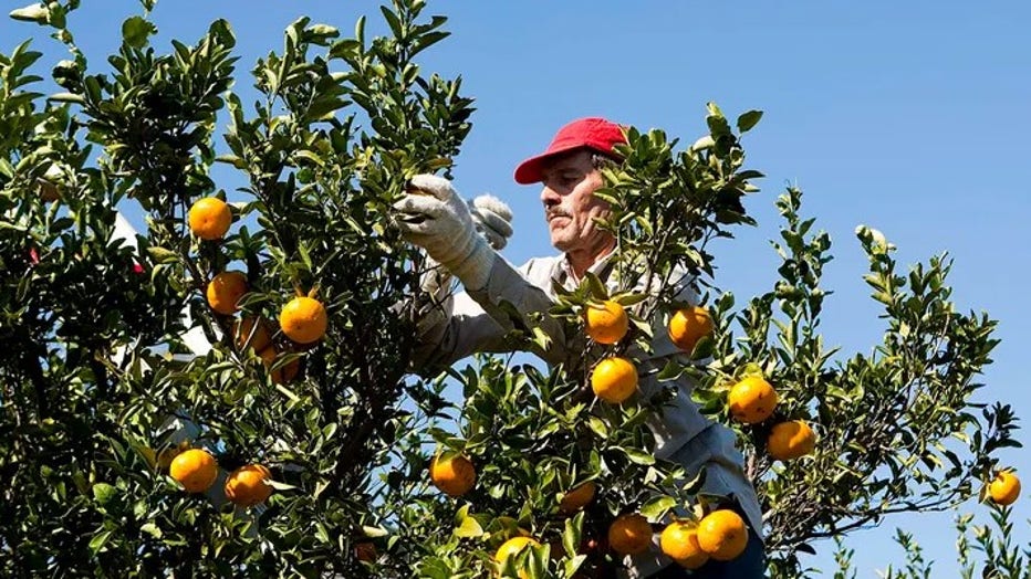 Florida’s orange growers face hardships from severe weather, outdated regulations and citrus greening, which lowers the fruit's Brix levels. (Matt Stroshane/Bloomberg via Getty Images)