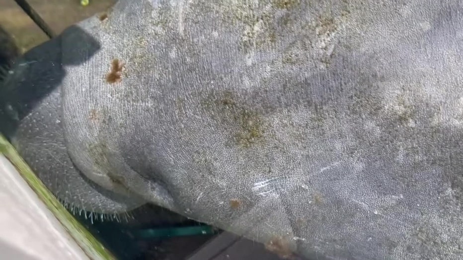 Manatee 'exhausted from mating' rescued off Redington Beach | FOX