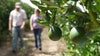 From legacy to innovation: The McKenna family's fight for Florida citrus
