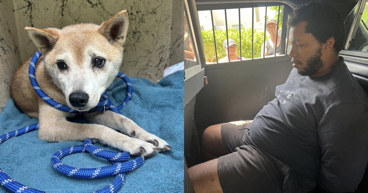 Senior dog abandoned on desolate Florida road, owner arrested | FOX 51 ...